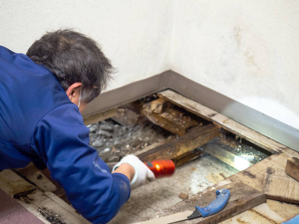 Best Toxic Mold Removal  in Stanton, CA