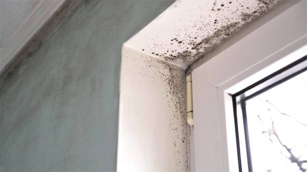 Certified Mold Removal in Stanton, CA