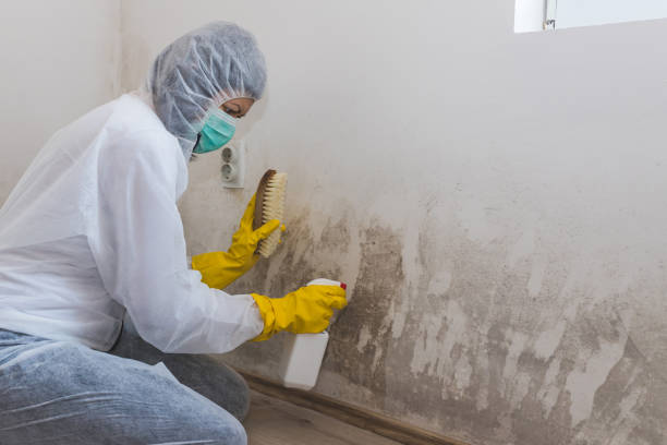 Best Fast Mold Removal  in Stanton, CA