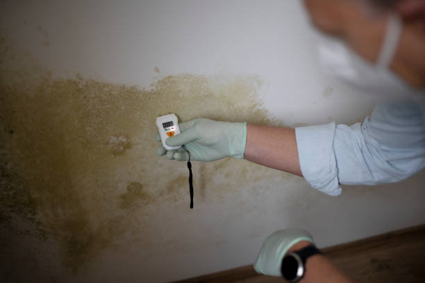 Best Mold Inspection  in Stanton, CA