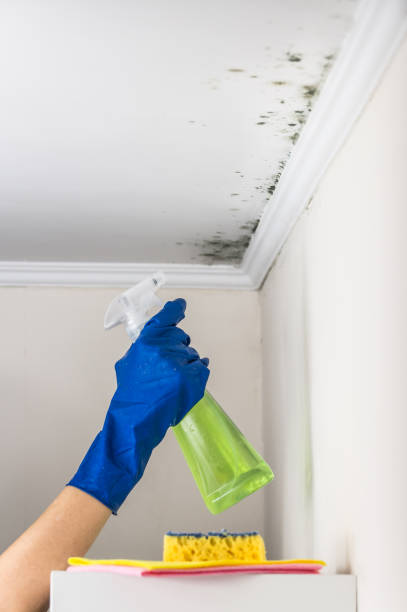 Trusted Stanton, CA Mold Removal Experts