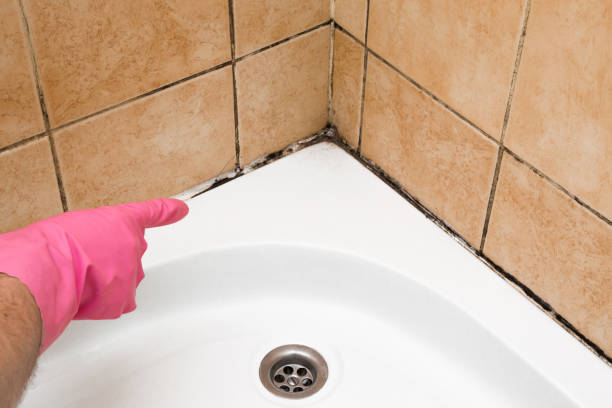 Best Fast Mold Removal  in Stanton, CA