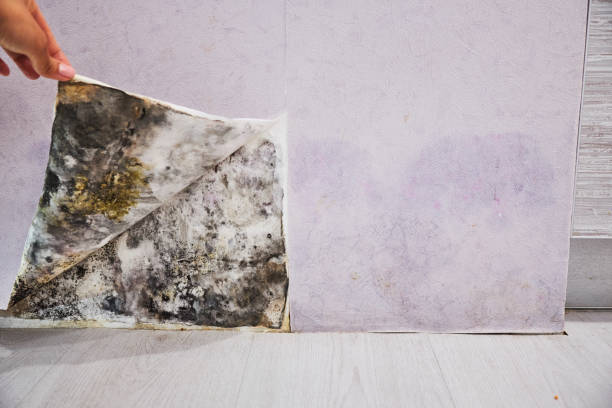 Stanton, CA Mold Removal Pros